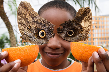 BRITAIN-ANIMAL-BUTTERFLY