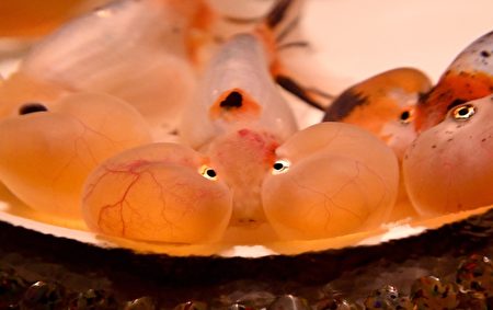 JAPAN-ENTERTAINMENT-EXHIBITION-GOLDFISH