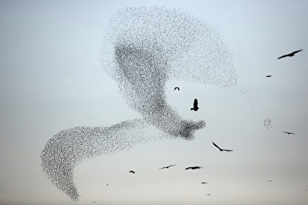 ISRAEL-BIRDS-STARLINGS-MURMURATION