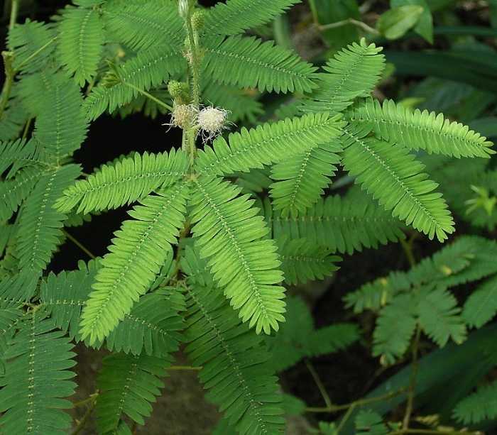 Mimosa_pudica_01_ies.jpg